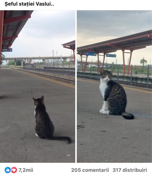 „Șeful Stației Vaslui”: O pisică de pe peronul Gării devine vedetă online – FOTO Avatar vs vaslui