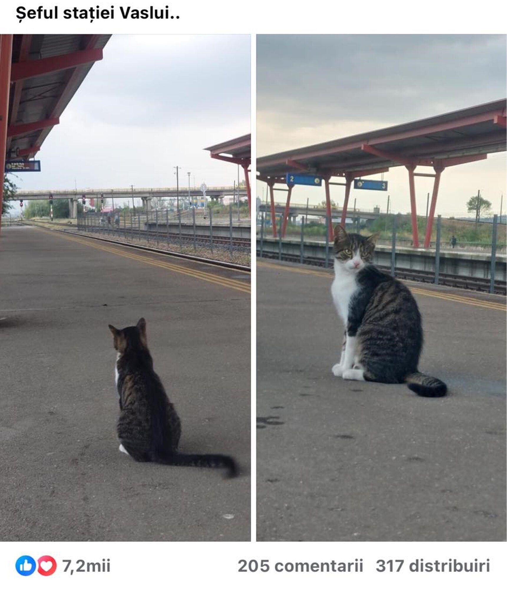 „Șeful Stației Vaslui”: O pisică de pe peronul Gării devine vedetă online – FOTO Avatar vs vaslui